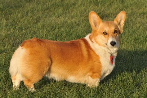 Pembroke Welsh Corgi: Dog Breed Characteristics.